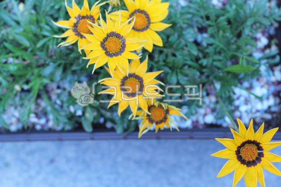 태양국,가자니아,국화,노란꽃,flower,yellow