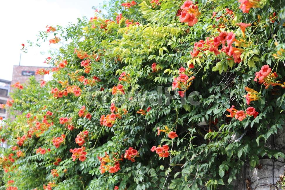 plant,식물,제라늄,꽃,flower,화단,geranium