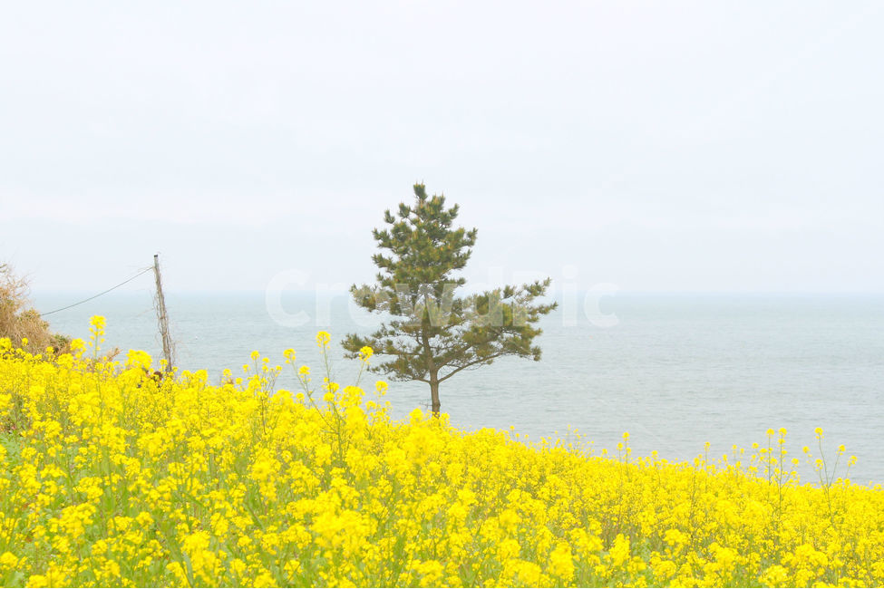 유채꽃,봄,바다,자연,노란색,노랑,flower,green