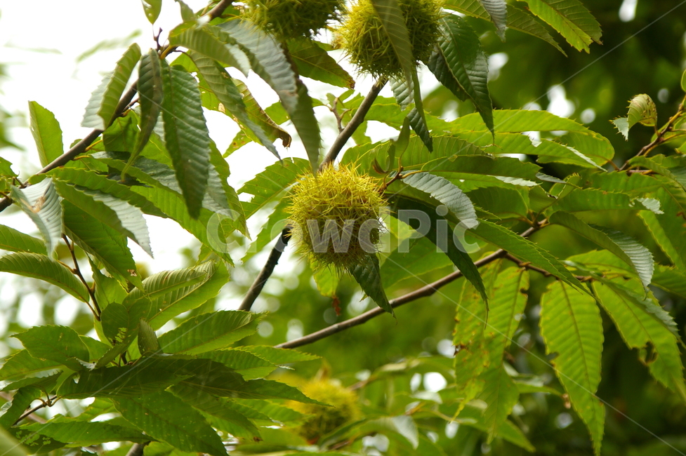 plant,식물,잎,leaf,밤,밤나무,밤송이