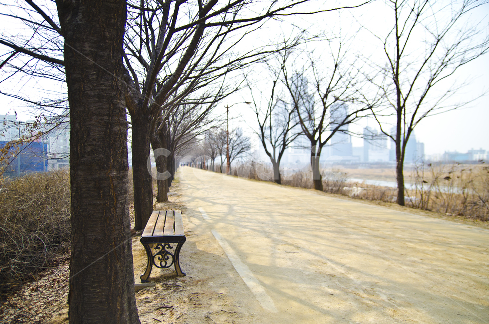 햇빛,자연,식물,나무,의자,야외,나뭇가지,앙상한,식물,자연,plants,nature,나무,trees,wood