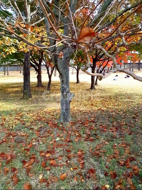 식물,나무,tree,가을,단풍,낙엽