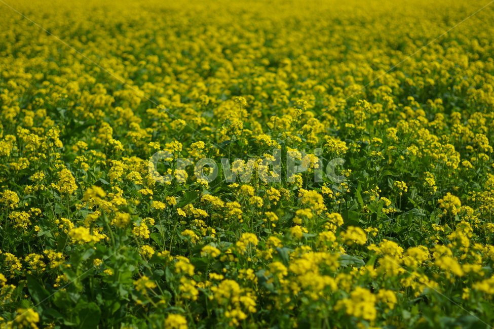grassland,들,field,outdoors,목초지,유채꽃,유채