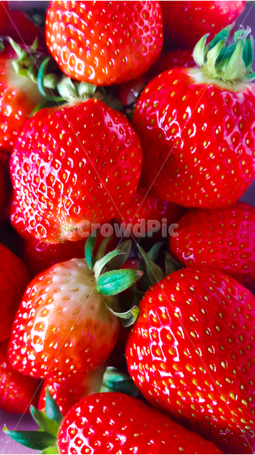 봄,딸기,spring,과일,fruit,계절,후레쉬,fresh,식물,봄,계절,spring,season,음식,식재료,요리,food,cook,meal,dishes,food reserves,과일,열매,fruit,채소,야채,vegetables,strawberry,plant