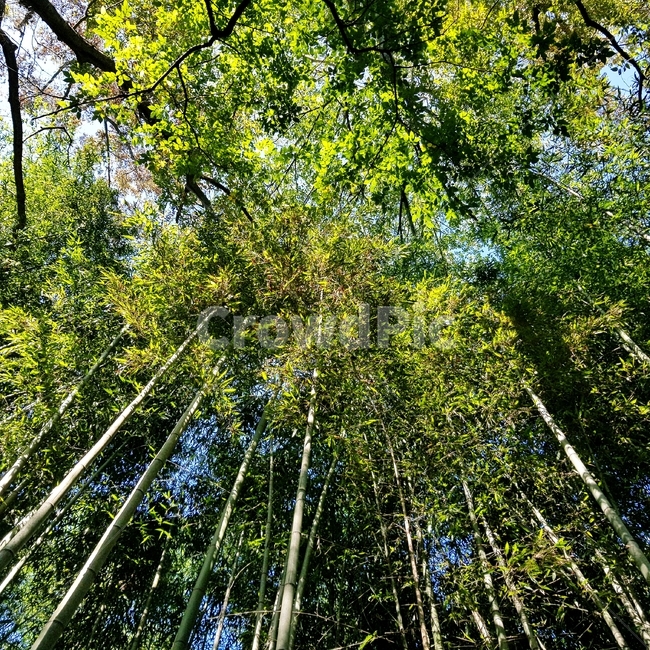 대나무,대나무숲,식물,자연,배경,풍경,식물,자연,plants,nature,나무,trees,wood