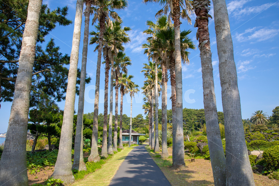 해안,야자수,제주도,풍경,길,제주,jeju,아일랜드,힐링
