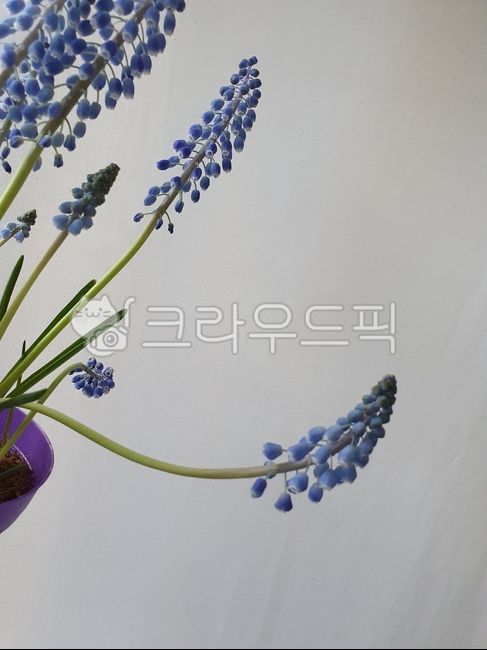 spring flowers,blue flower,plant,Muscari,spring plants