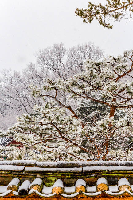 기와,담벼락,담장,설경,겨울,겨울,계절,winter,season,자연,풍경,nature,landscape,한국자연풍경,한국자연경관,korea nature landscape,한국전통,한국문화,korean traditional,korean culture,식물,plants,나무,trees,wood,건축물,건물외관,exterior,building,structure,architecture,construction,outdoors,옥외,ice,빙,snow,눈
