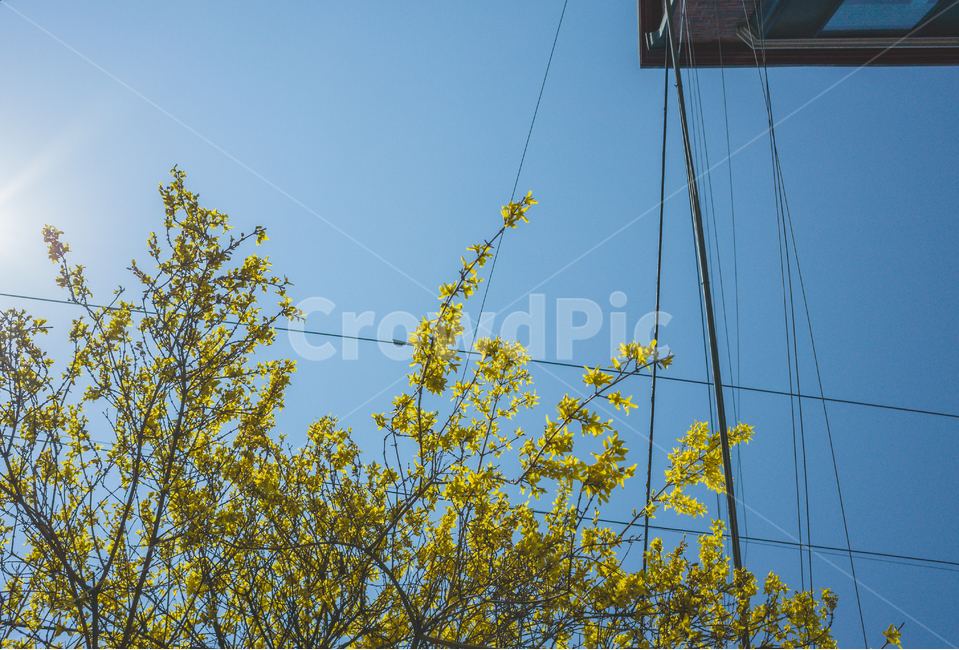 봄,봄꽃,개나리,하늘,전깃줄,파란,노란,계절,봄날,햇빛,풍경,감성,spring,season,식물,자연,plants,nature,flower,sunshine,봄,계절,spring,season