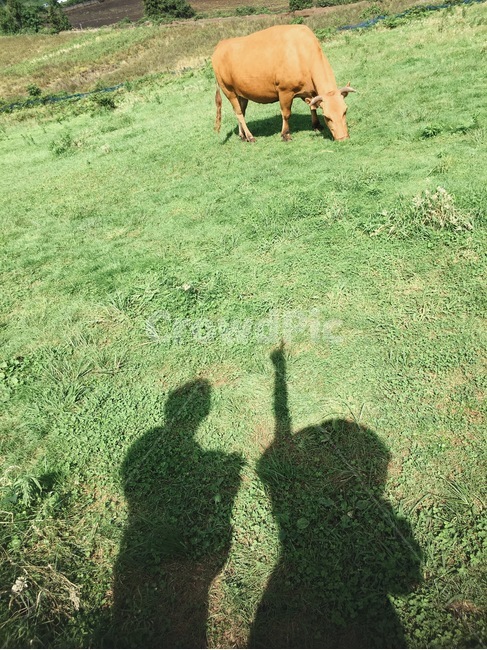 그림자,초원,소,caw,제주도,목초지,grassland,field,들,outdoors,옥외,nature,자연,jejudo,jeju