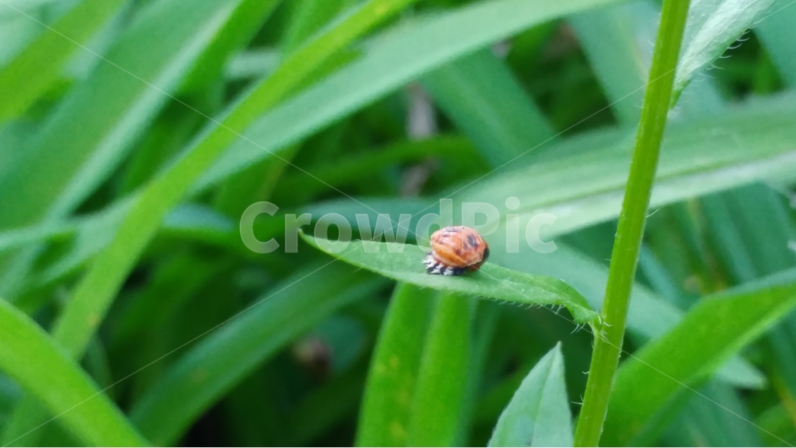 자연,녹색,무당벌레,초록,싱그러운,식물,자연,plants,nature,동물,animal,곤충,벌레,insect,bug