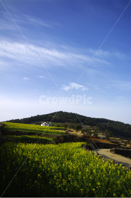 유채꽃,꽃밭,꽃,flower,계절,봄,spring,하늘,구름,풍경,산,밭,청산도,봄,계절,spring,season,자연,풍경,nature,landscape,한국자연풍경,한국자연경관,korea nature landscape,outdoors,옥외,field,들,grassland,목초지