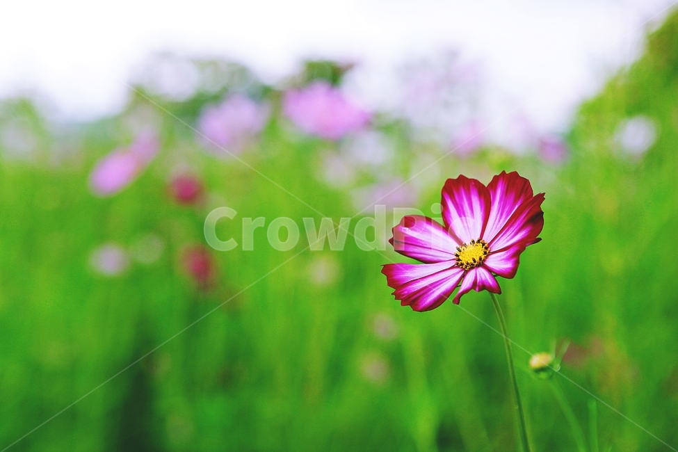 코스모스,꽃,꽃잎,들꽃,식물,가을꽃,가을,공원,자연,식물,자연,plants,nature,꽃,flower