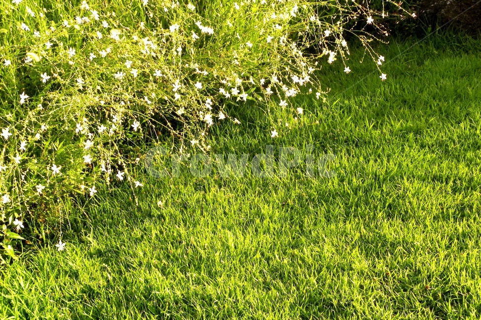 바늘꽃,잔디,그린색,초록색,햇빛,식물,자연,plants,nature