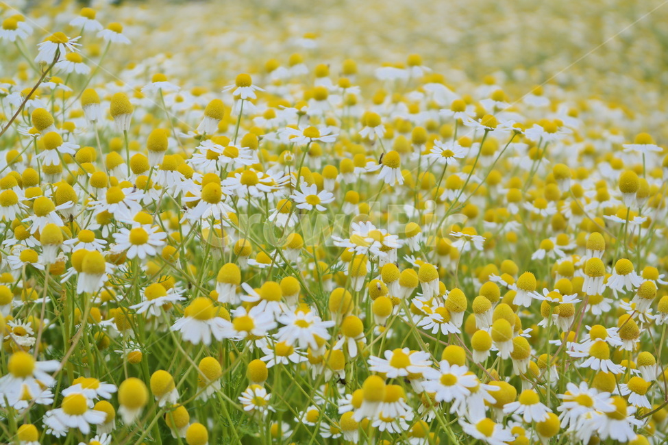 카모마일,캐모마일,꽃,허브,꽃밭,감성,봄꽃,flower,blossom,봄,국화과,plant,field