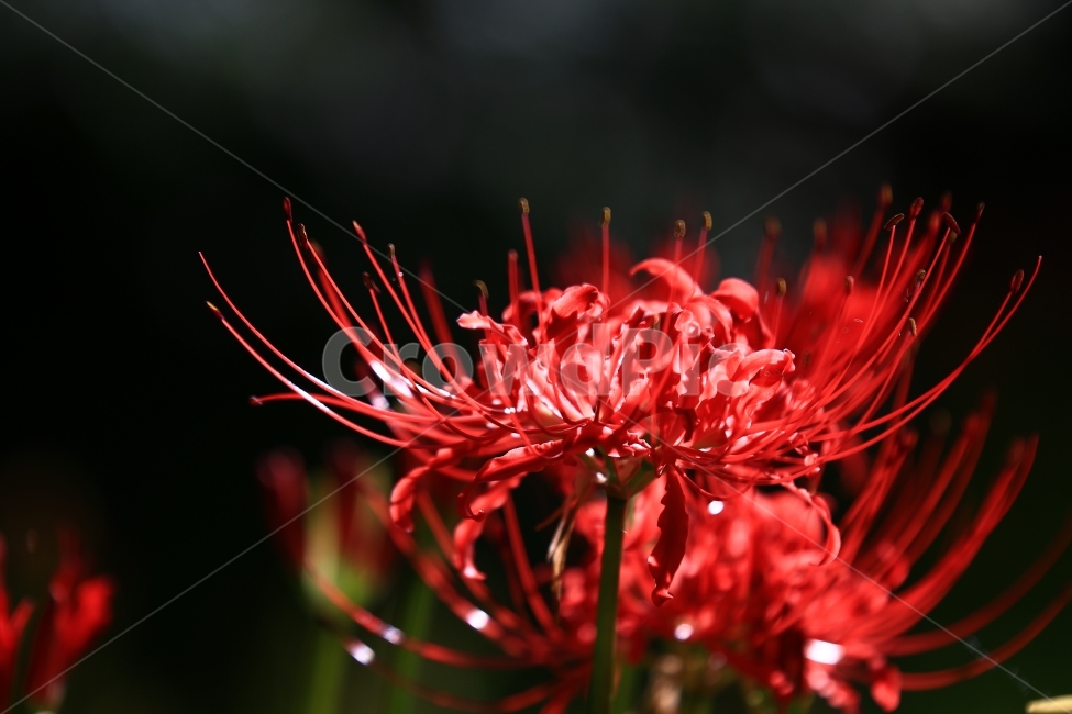 상사화,꽃무릇,꽃,붉은꽃,불갑사,flower,식물,자연,plants,nature,꽃,flower