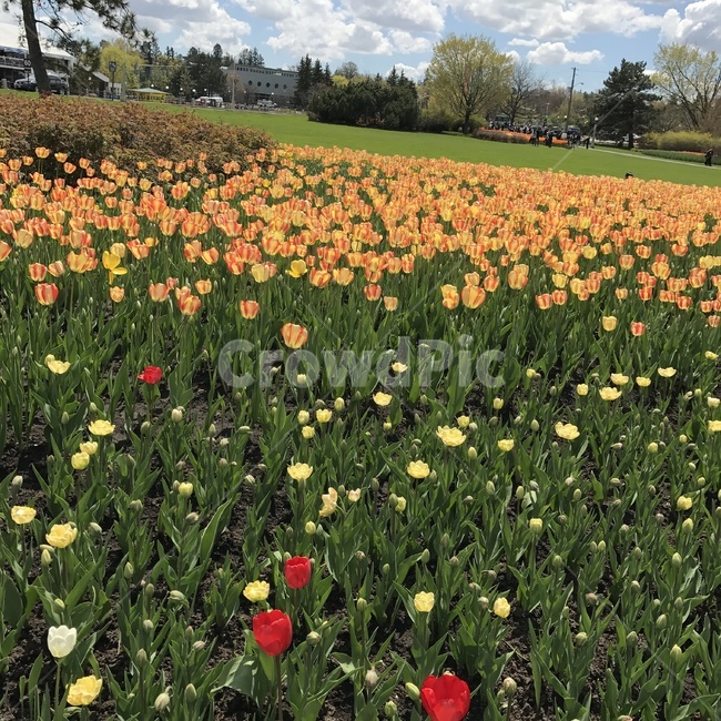 tulip,plant,flower,식물,튤립,꽃,식물,자연,plants,nature,꽃,flower