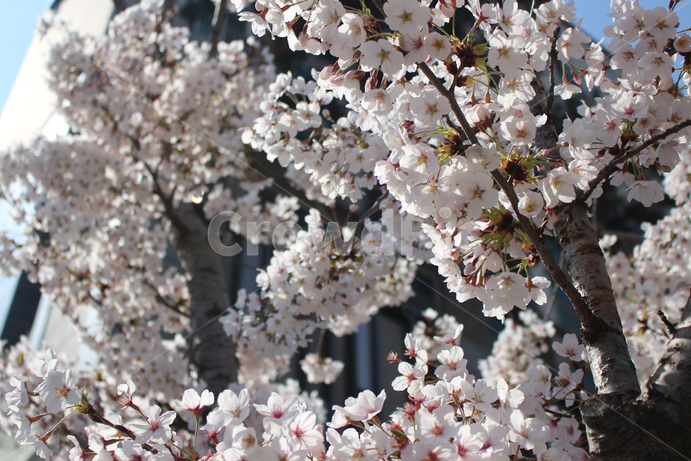 plant,식물,flower,꽃,blossom,벚꽃,cherryblossom