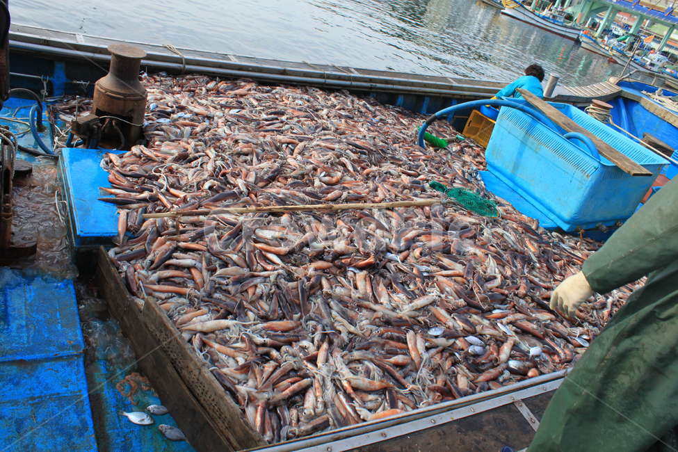 오징어,오징어배,만선,항구,바다,어업,배,어업,fishery,fishing industry