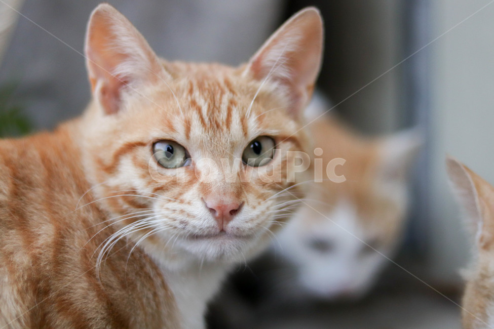 고양이,치즈,cat,길고양이,고양이눈,동물,animal,포유류,mammal,고양이,cat,kitten,kitty