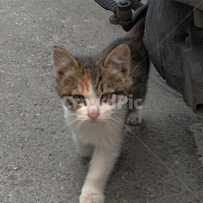 고양이,동물,cat,길고양이,귀여운고양이,동물,animal,포유류,mammal,고양이,cat,kitten,kitty