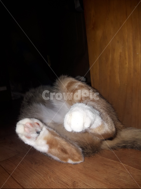 고양이,냥이,발,수면,엉덩이,꼬리,동물,animal,포유류,mammal,고양이,cat,kitten,kitty
