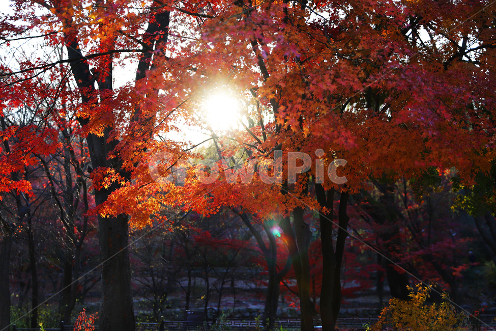 leaf,잎,plant,식물,tree,나무,maple,단풍,red,yellow,autumn,fall,가을,가을,계절,fall,autumn,season
