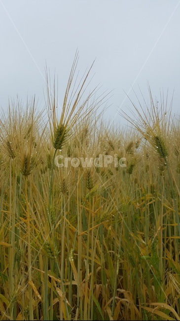 plant,곡물,grain,보리,식물,누런,풍요,수확,늦봄,감성가득
