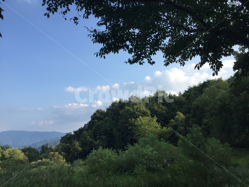 자연,나무,구름,하늘,outdoors