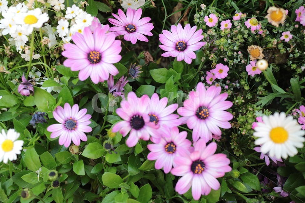 flower,식물,plant,꽃,pink,purple