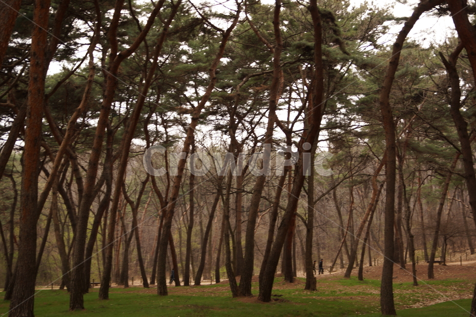 숲,소나무,소나무숲,산,등산,푸름,자연,자연,풍경,nature,landscape,tree,나무,plant,식물,tree trunk,나무 줄기