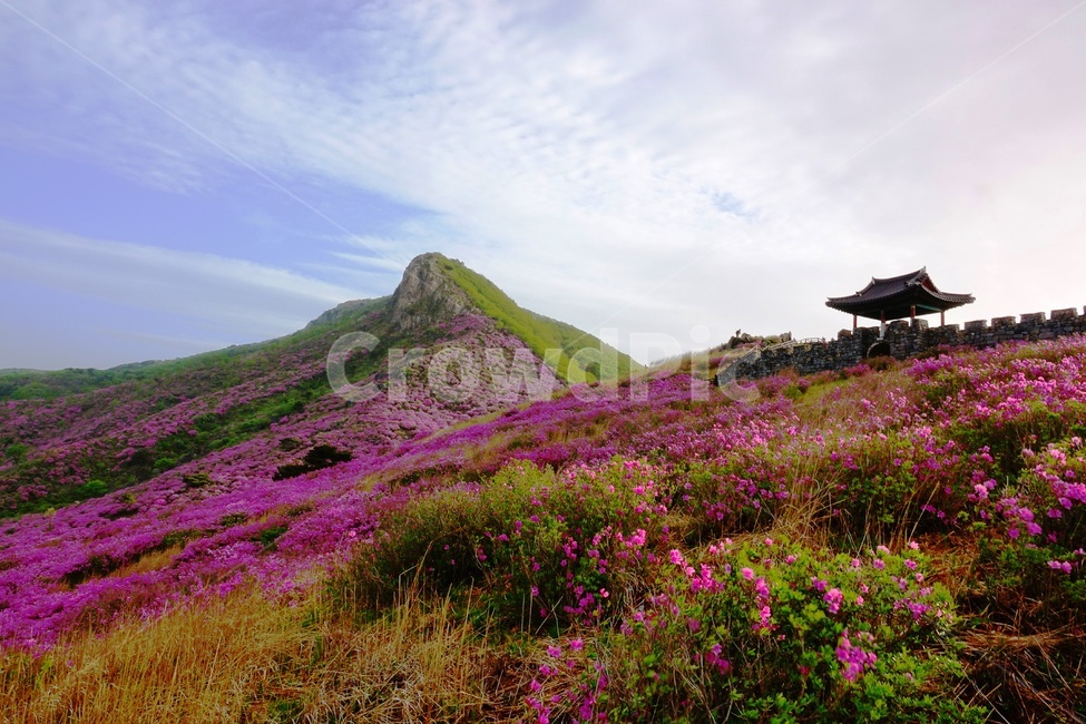 황매산,철쭉,봄,꽃동산,합천,봄,계절,spring,season,자연,풍경,nature,landscape,outdoors,옥외
