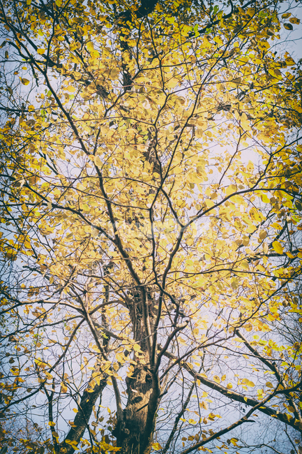 가을,계절,나무,단풍,낙옆,은행,은행나무,자연,풍경,fall,autumn,tree,seasons,maple,nature,landscape,가을,계절,fall,autumn,season,식물,자연,plants,nature,나무,trees,wood,plant