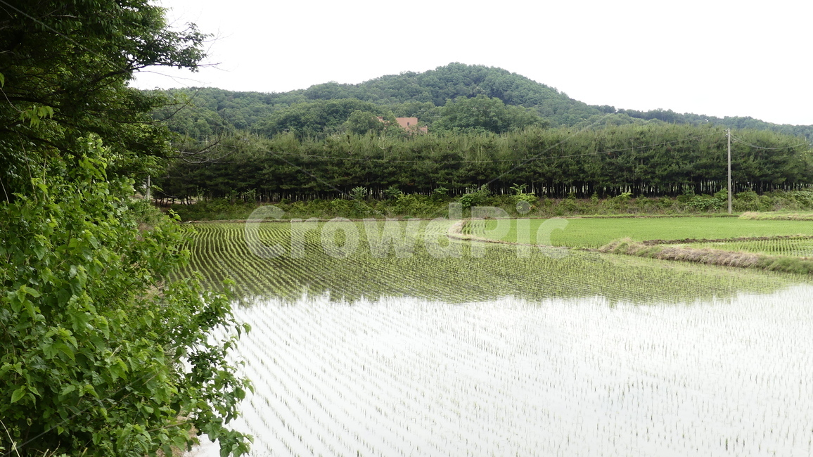 농촌,모내기,농사,모,풍경,시골,마을,풍경,landscape,country,rural,town,산업,industry,industrial,농업,농사,agriculture,farming,farming industry
