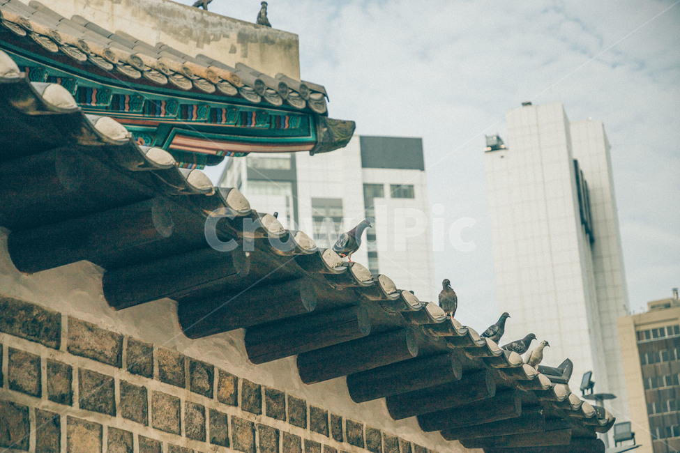 한옥,기와,돌담,비둘기,건물,한국,rooftile,korea,pigeon,building