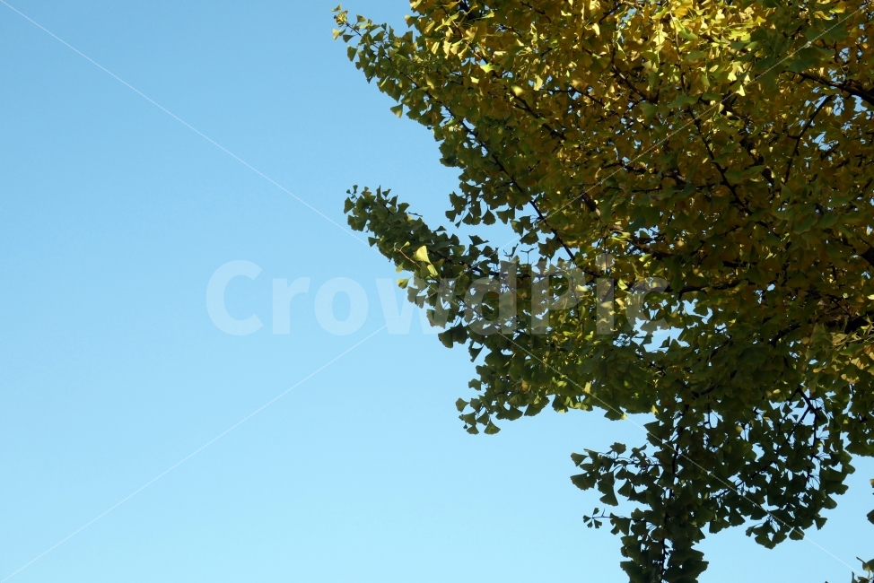 나무,하늘,풍경,배경,가을,맑음,식물,자연,plants,nature,나무,trees,wood