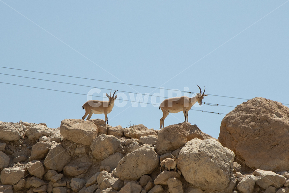 이스라엘,게디,야생동물,광야,엔게디,성지순례,동물,animal,포유류,mammal