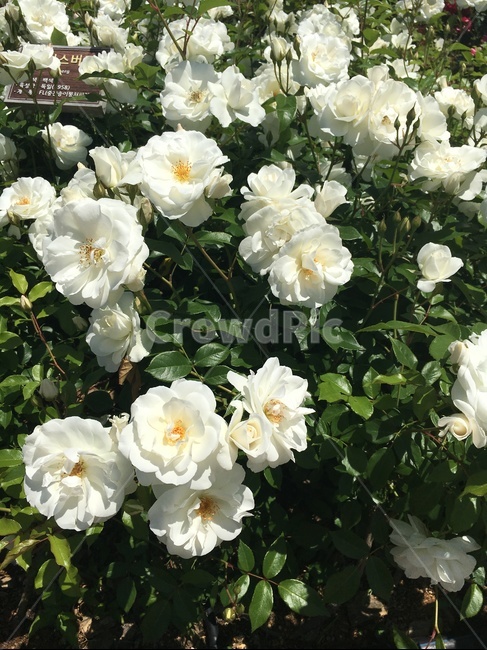 꽃,장미,흰장미,식물,장미꽃밭,rose,식물,자연,plants,nature,꽃,flower