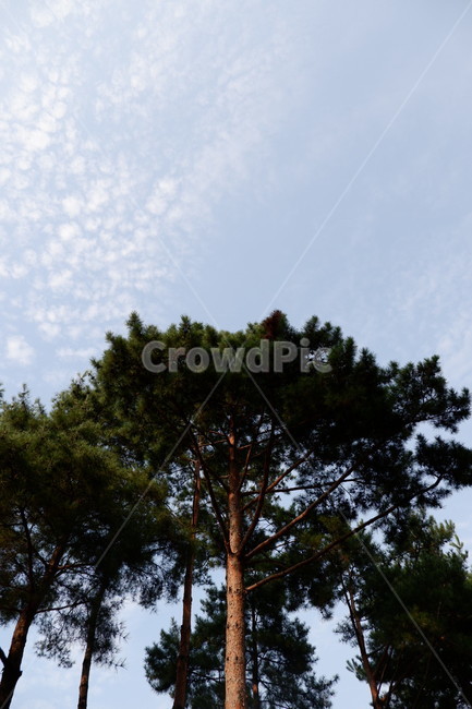 소나무,나무,식물,tree,plant,여름,하늘,식물원,공원