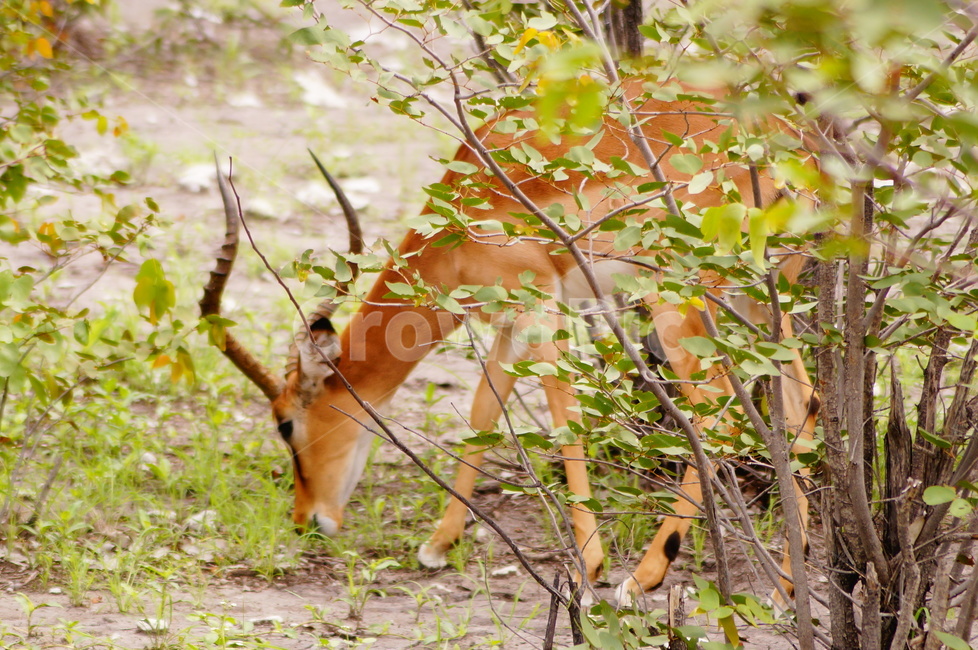 스르핑복,동물,야생동물,영양,animal,동물,animal,포유류,mammal