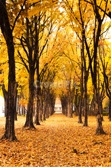 가을,감성,낙엽,나뭇잎,한적한길,단풍,가을,계절,fall,autumn,season,자연,풍경,nature,landscape,tree,나무,plant,식물,tree trunk,나무 줄기