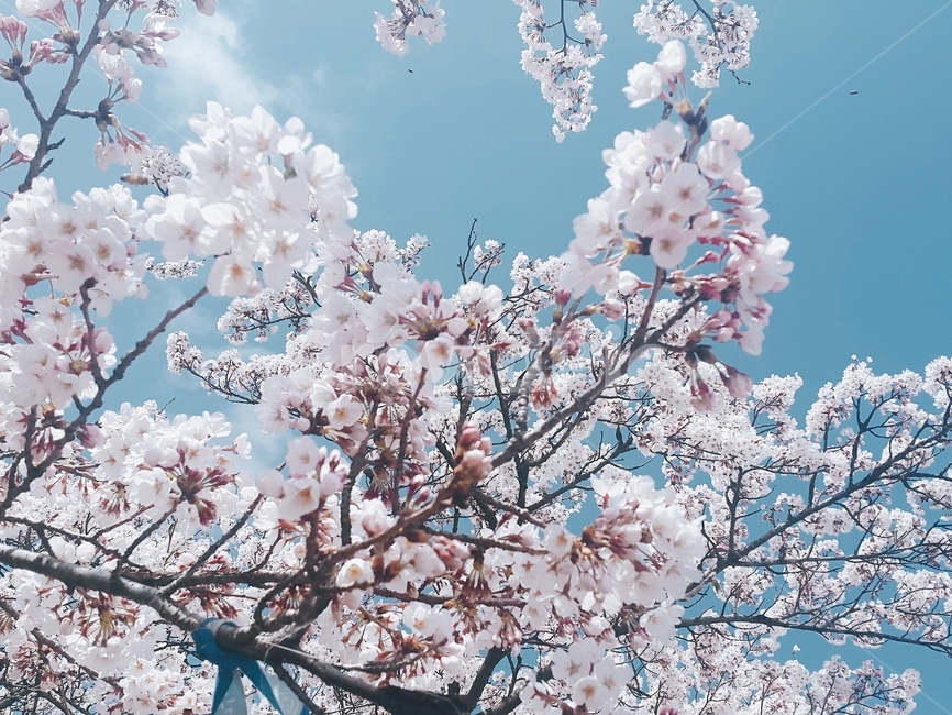 벚꽃,봄,벚꽃나무,풍경,하늘