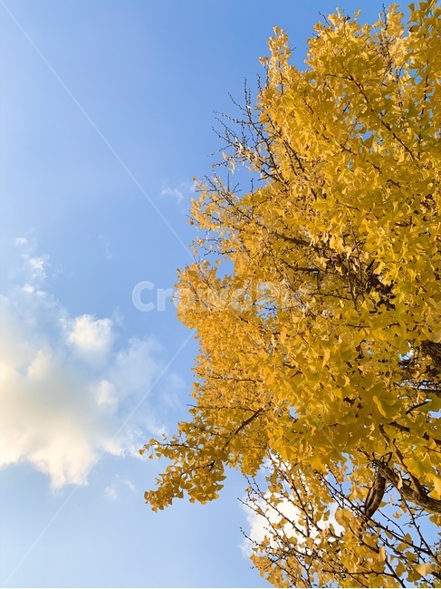 가을,하늘,은행,노랑,따뜻함,식물,tree,나무