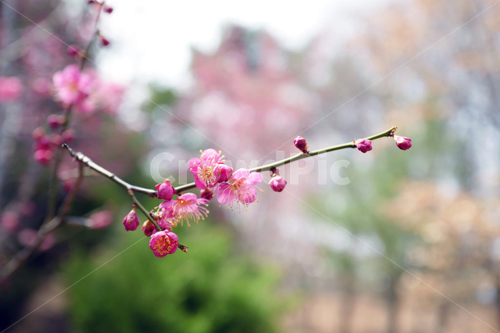 매화,홍매화,봄꽃,꽃,flowerx,봄,계절,spring,season,식물,자연,plants,nature,꽃,flower,plant