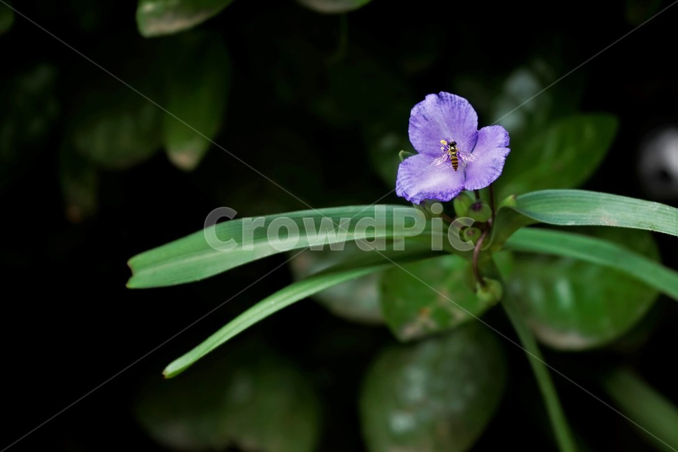 자주닭개비,자주달개비,꽃,식물,자연,보라색,꽃술,다년생,배경화면,nature,plant,flower,violet,background,green,leaves