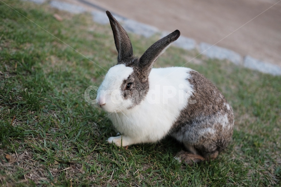 토끼,자연,동물,가축,rabbit,동물,animal,포유류,mammal