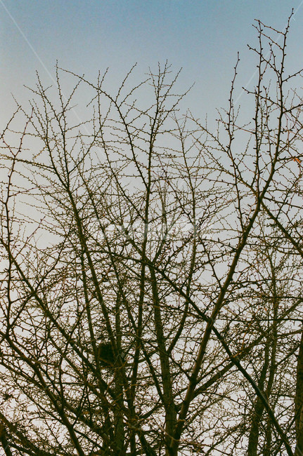 앙상한가지,겨울나무,하늘,겨울하늘,새둥지,자연,풍경,nature,landscape