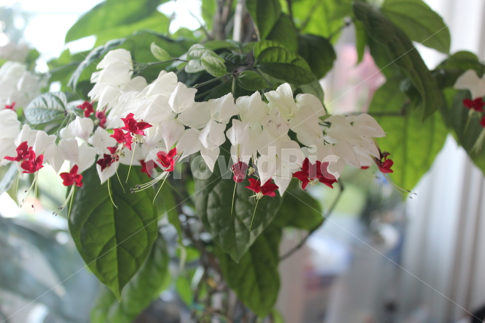 실내,베란다,화분,꽃,flower,초록,식물,자연,plants,nature,꽃,flower