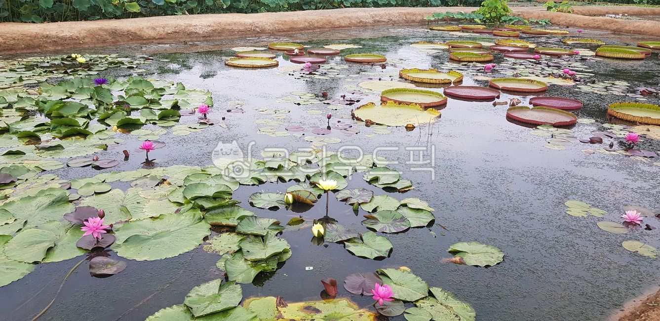 자연, 연못, 연꽃, lotus, 연꽃연못, 사진,이미지,일러스트,캘리그라피 - 1004kimss작가