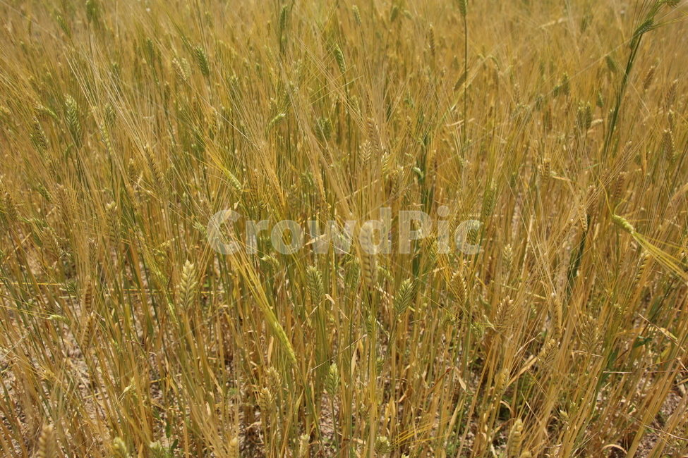 보리,곡물,보리밭,벼,식물,grain,food,vegetable,야채,plant,자연,가을,nature,잔디,풀,들판,식물,자연,plants,nature,곡류,곡식,cereals